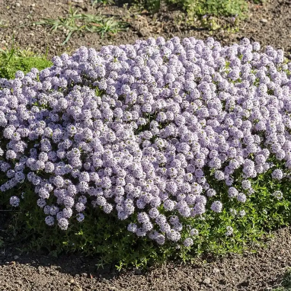 Macierzanka kaskadowa Longicaulis – Thymus longicaulis, bylina okrywowa kwitnienie